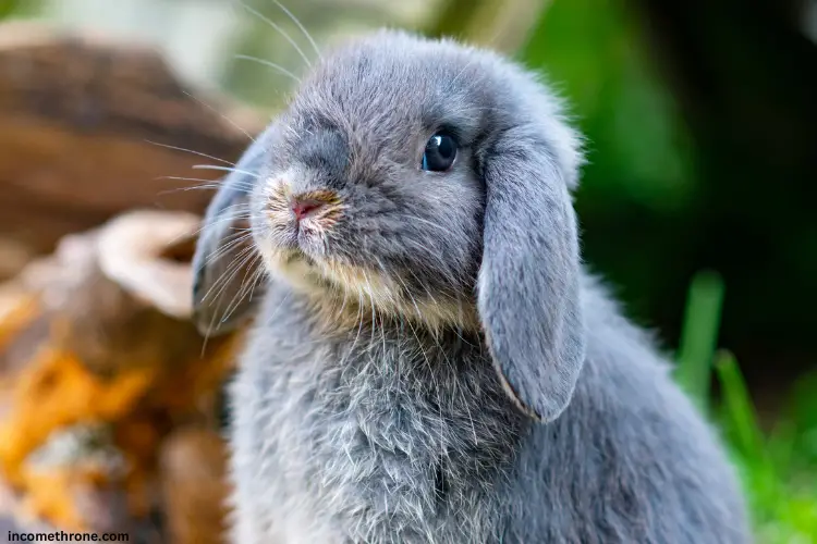 blur young Holland Lop rabbit with ear dropped