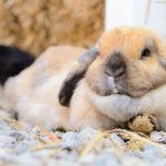 cute Holland Lop