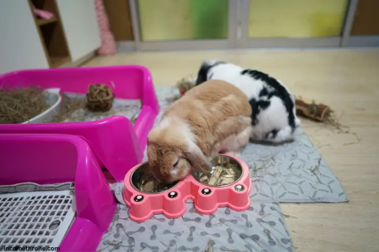 cute holland lop eating hay and enjoy playful