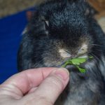 cute holland lop eating herb