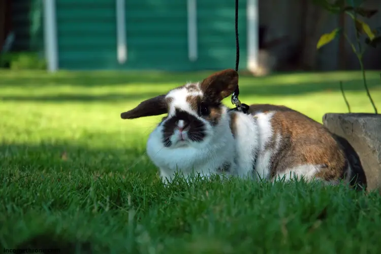 fluffy holland lop bin green grass