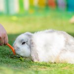 owner feeding Holland lop rabbit