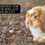 Holland Lop Bunny focus