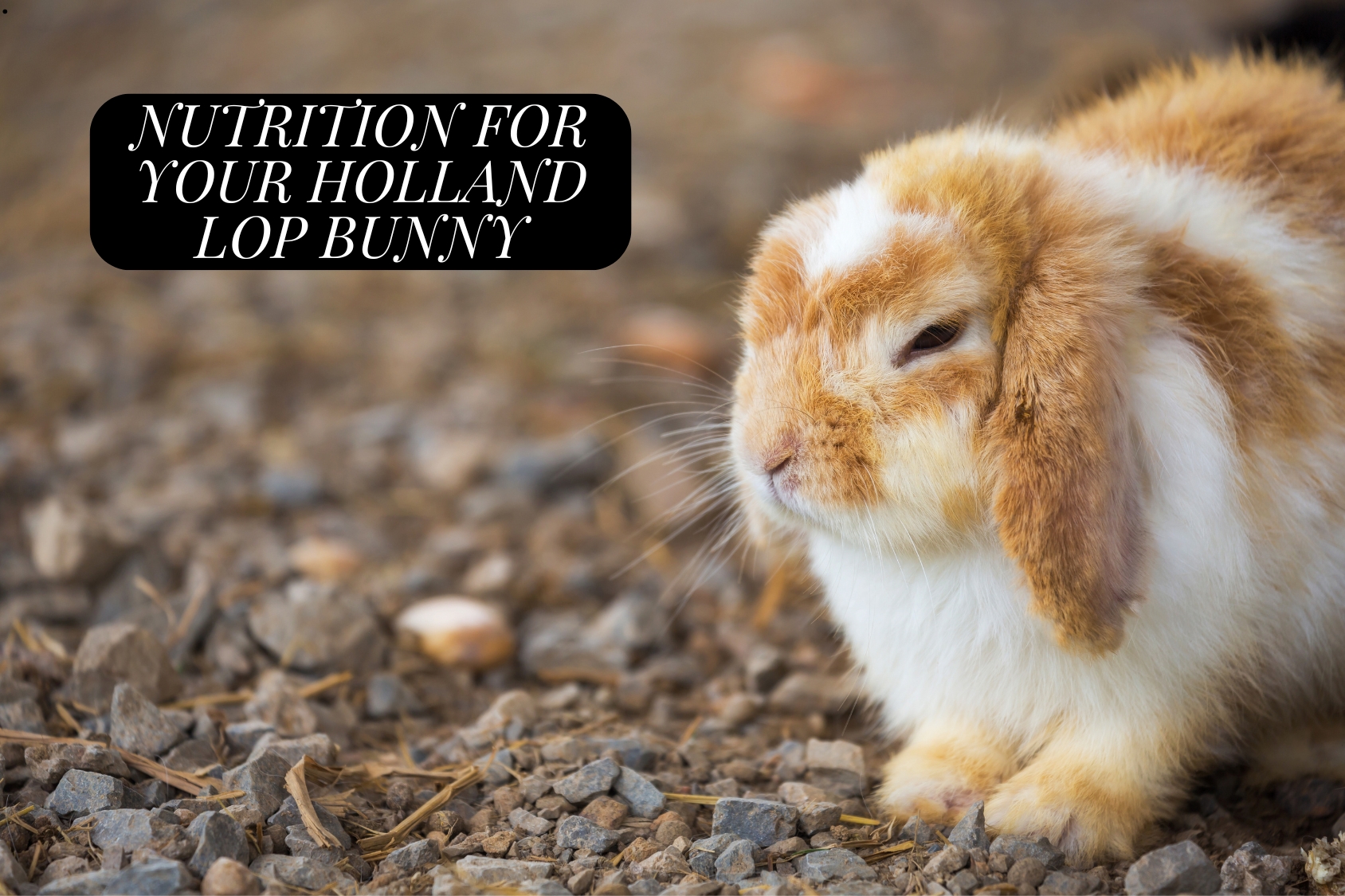 Holland Lop Bunny focus