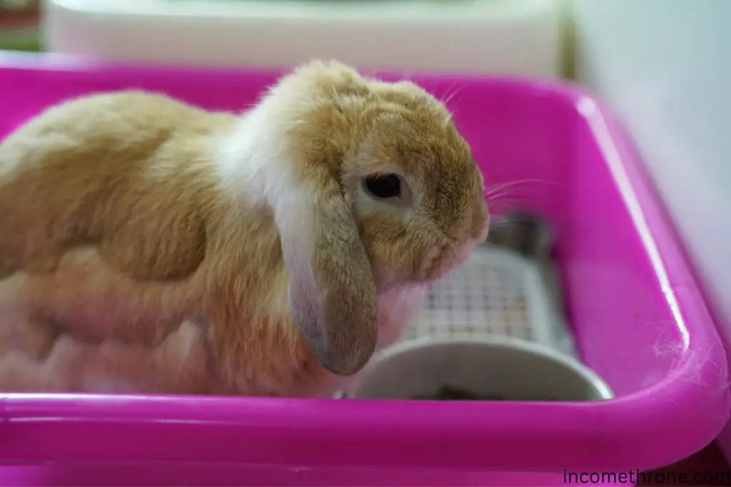 Holland Lop Rabbit Shedding