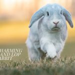 Holland Lop Rabbit focus