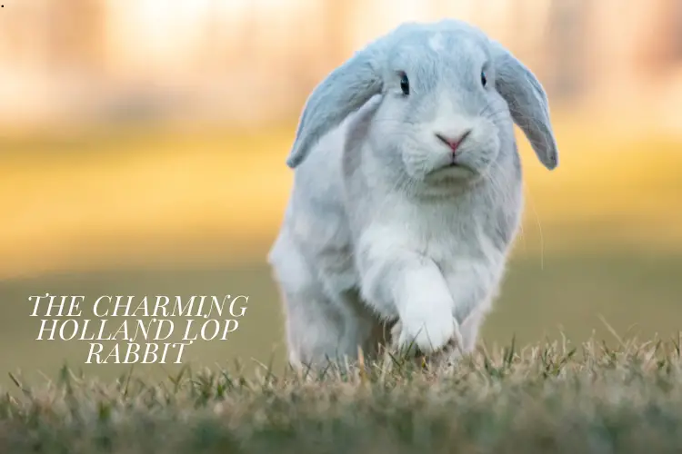 Holland Lop Rabbit focus