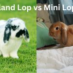 Holland Lop vs Mini Lop