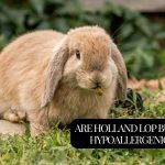 holland lop bunny on green grss