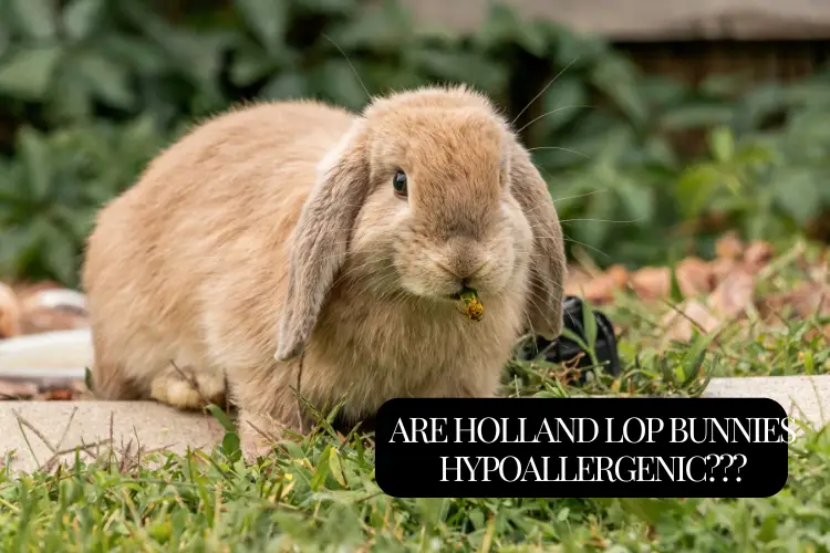 holland lop bunny on green grss