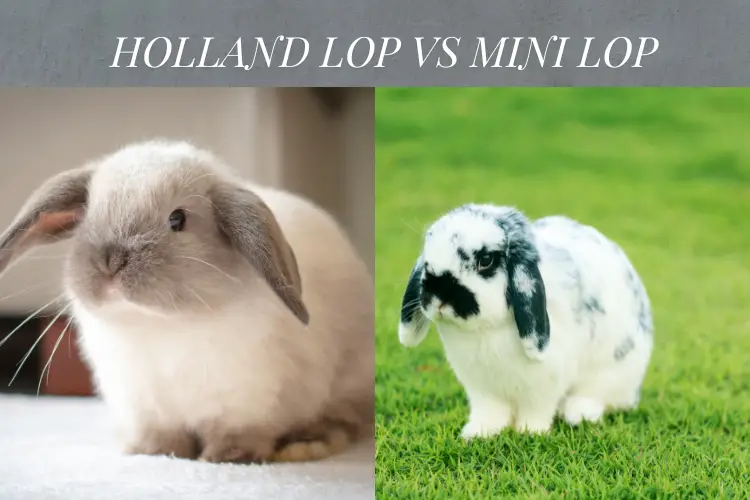 holland lop and mini lop