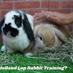 holland lop rabbit training