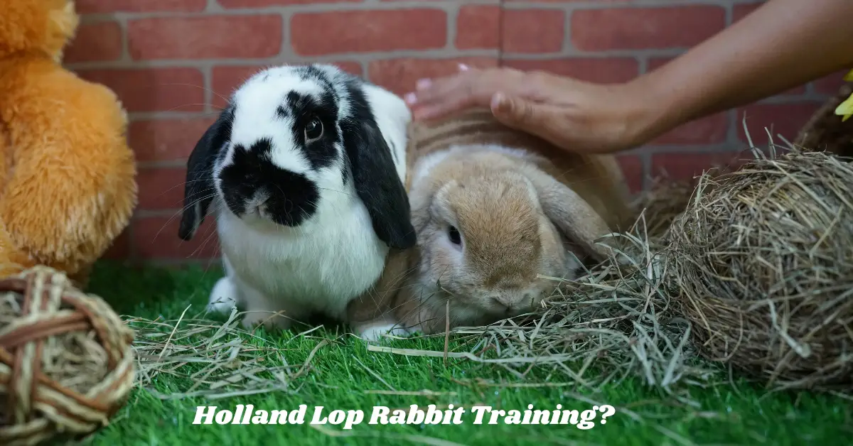 holland lop rabbit training