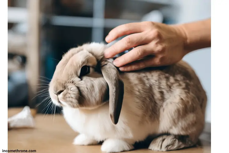 owner taking care of weak holland lop