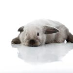 sad Holland Lop Rabbit sleeping floor