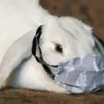 whit holland lop wearing fabric mask