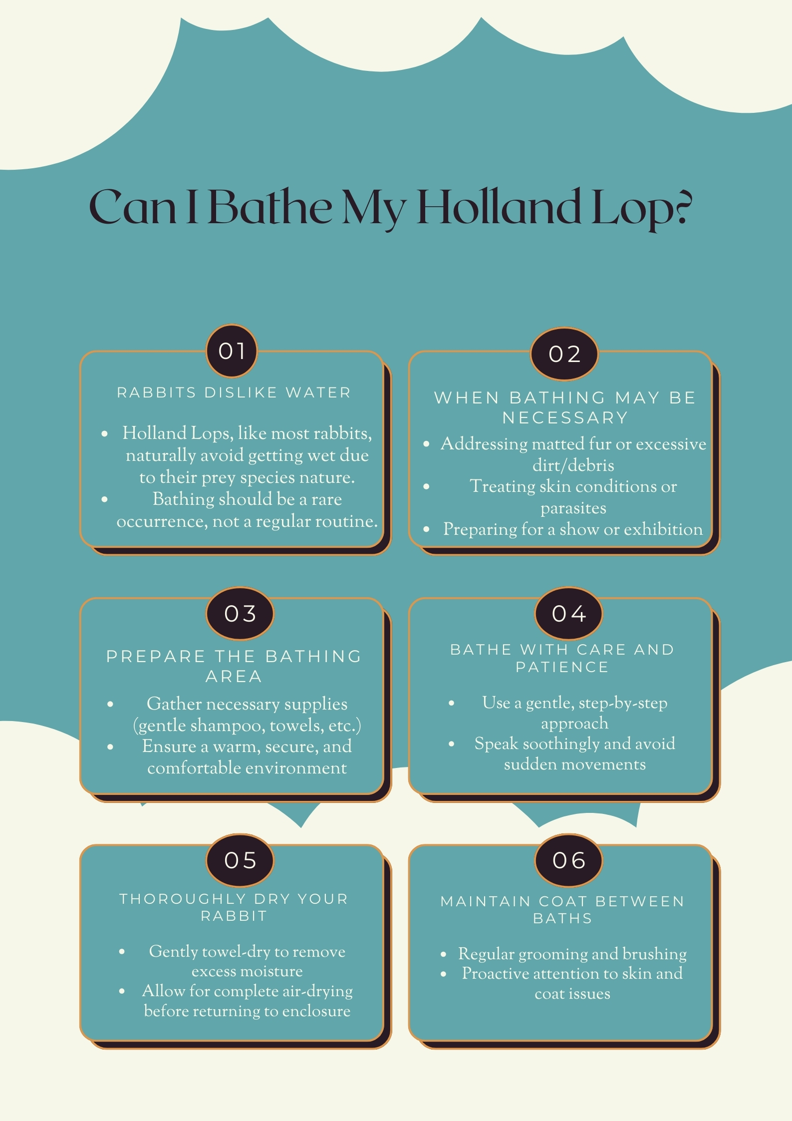 Can I Bathe My Holland Lop Infographic