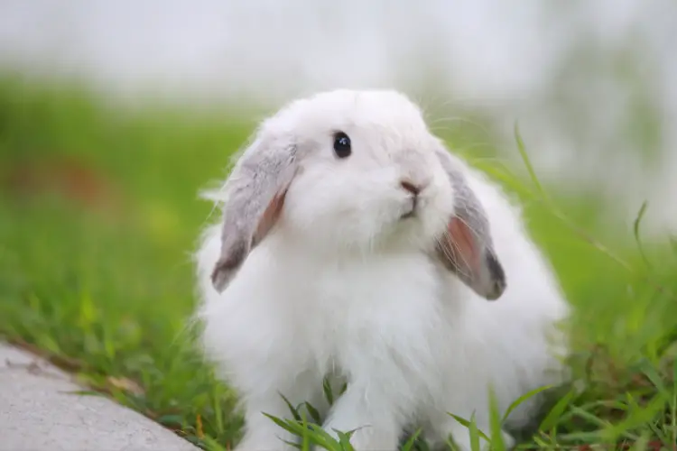 Cute White Rabbit on green grss