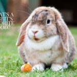 Cute little rabbit sitting on green grass