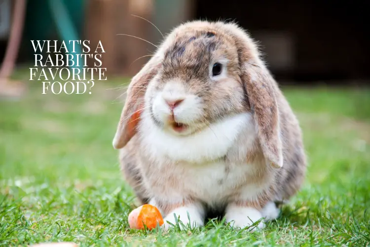 Cute little rabbit sitting on green grass