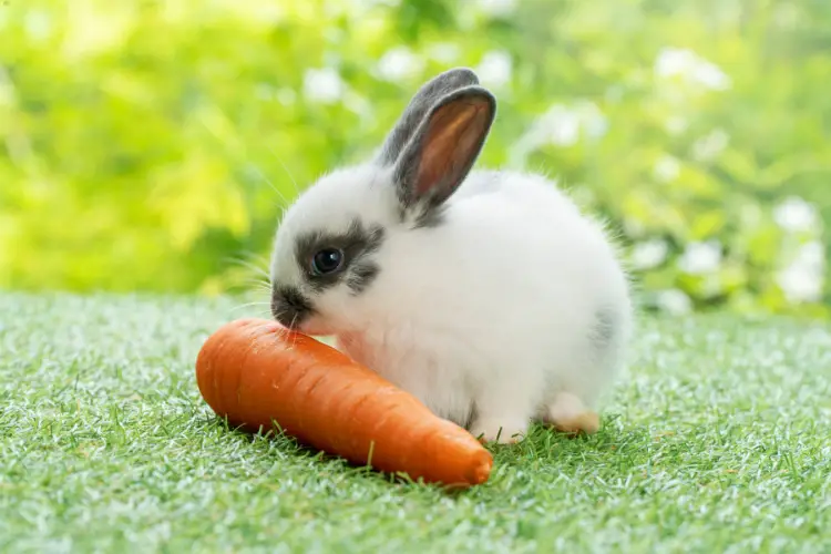 Cute rabbit eating carrot