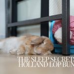 Holland Lop Bunnie sleeing on floor