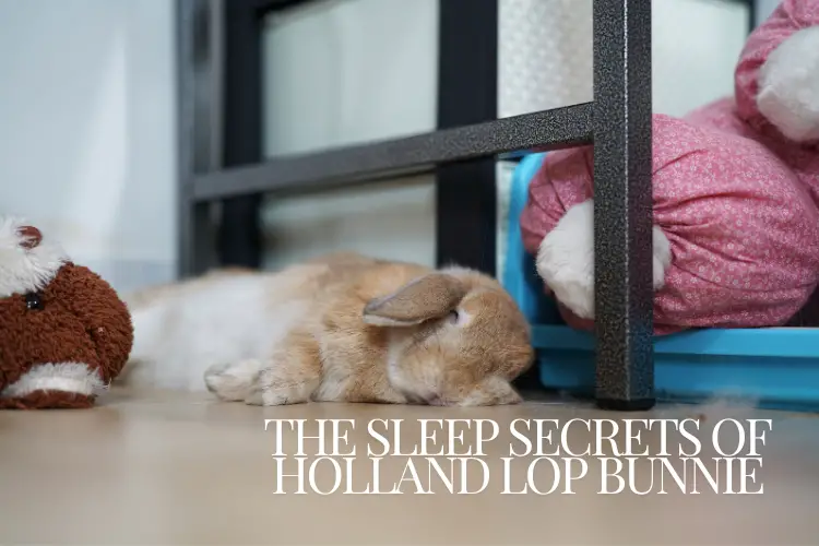 Holland Lop Bunnie sleeing on floor