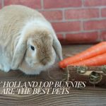 Holland Lop Bunnies and carrots on wooden texture floor