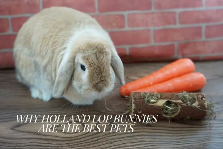 Holland Lop Bunnies and carrots on wooden texture floor