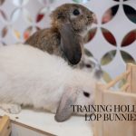 Holland Lop Bunny lying on the floor