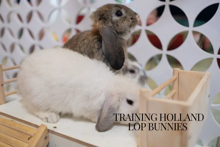 Holland Lop Bunny lying on the floor