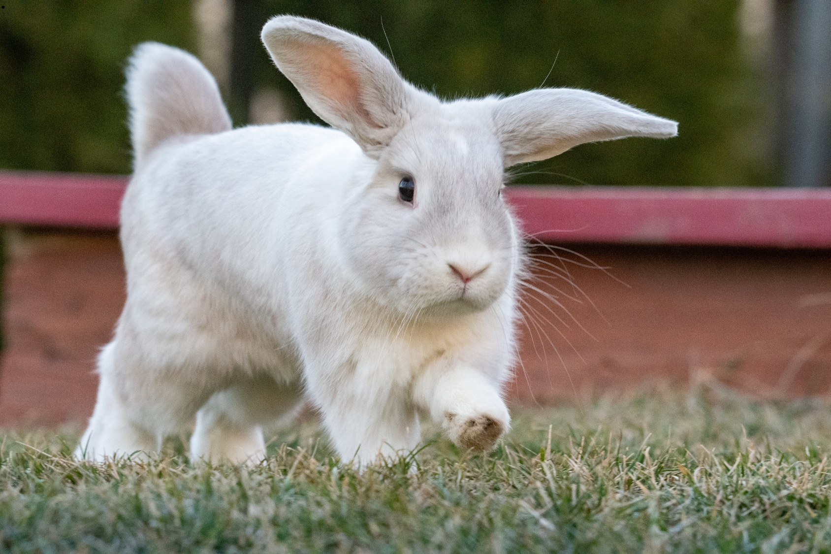 Holland Lop Bunny wlking on grss