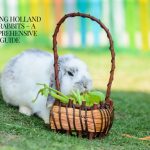 Holland Lop Rabbits on ground