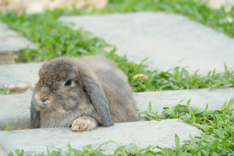 Holland lop rabbit on floor focus