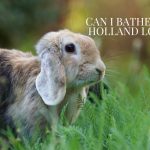 Holland lop rabbit on grass