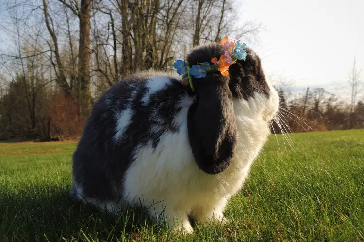 Holland lop rabbit on grass