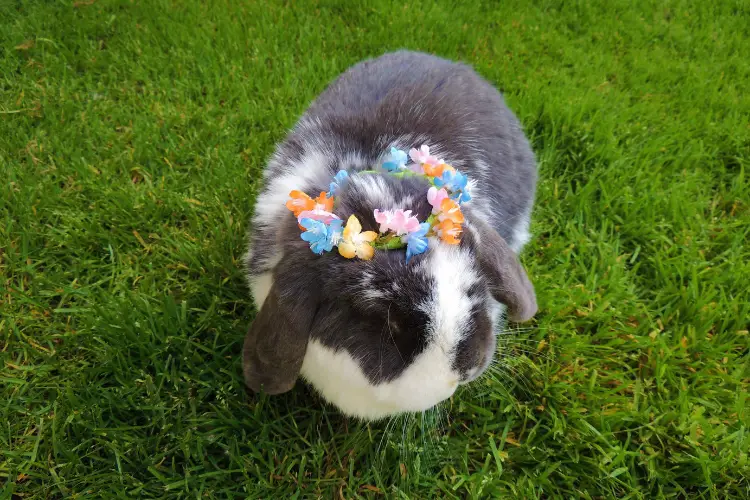 Holland lop rabbit on grass wearing flower band