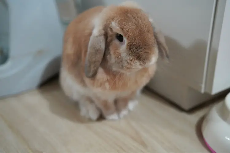 Holland lop rabbit on wooden texture floor