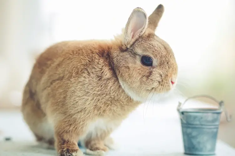 Holland lop rabbit with bucket focus