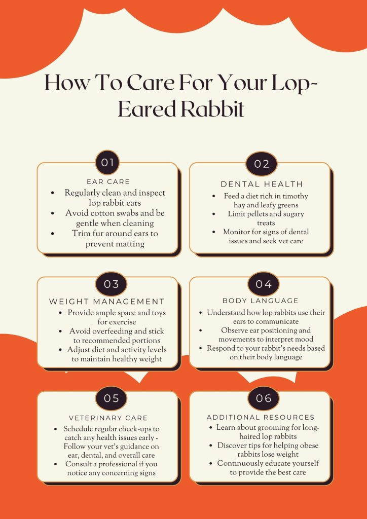 Comprehensive Guide to Caring for Lop-Eared Rabbits