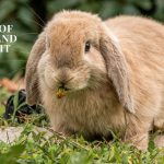 Rabbit on floor