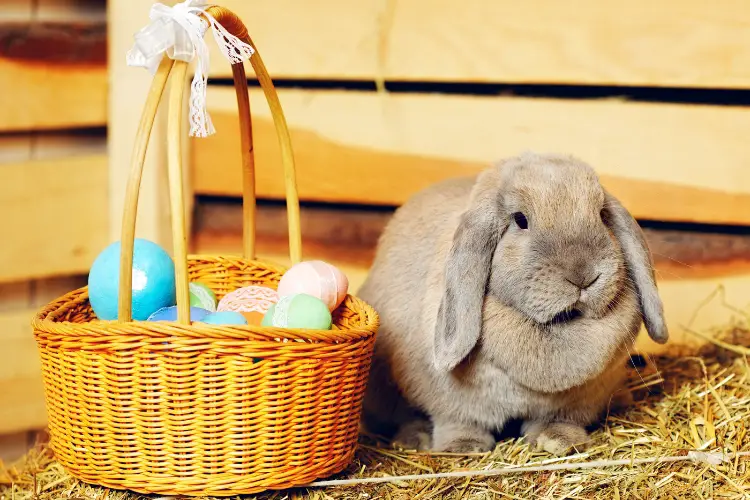 Rabbit with basket focus