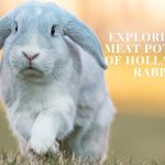 holland lop rabbit