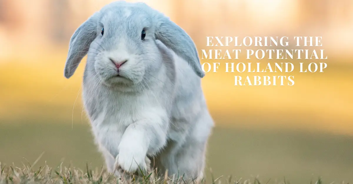 holland lop rabbit