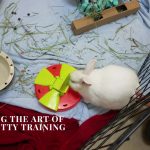 holland lop rabbit in cage