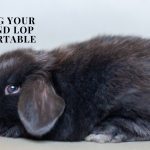 holland lop rabbit lying on floor