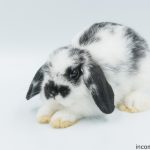 holland lop rabbit with white background