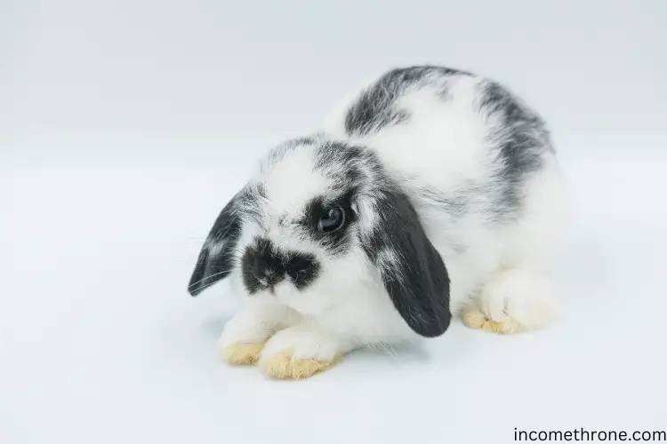 holland lop rabbit with white background