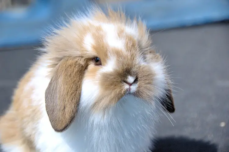 lop rabbit focus