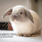 lop rabbit standing on fur rug